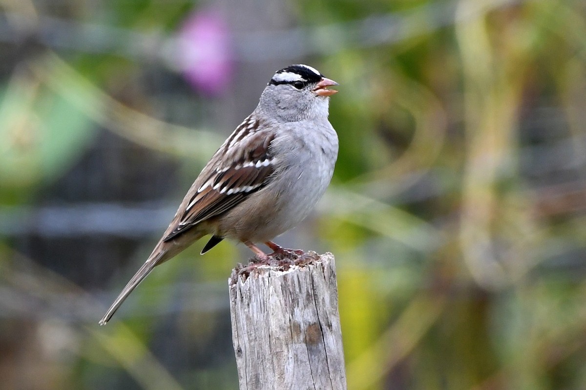 White-crowned Sparrow - ML610122817