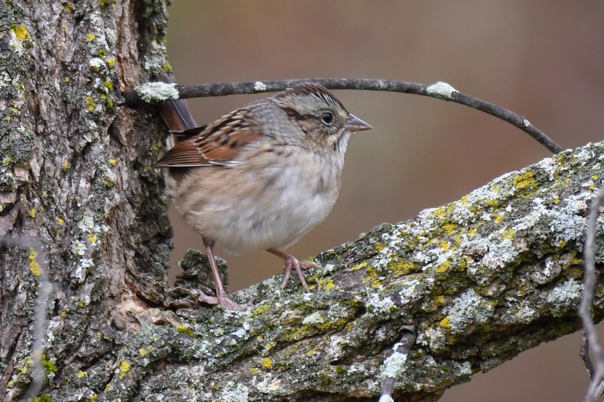 Swamp Sparrow - ML610122828