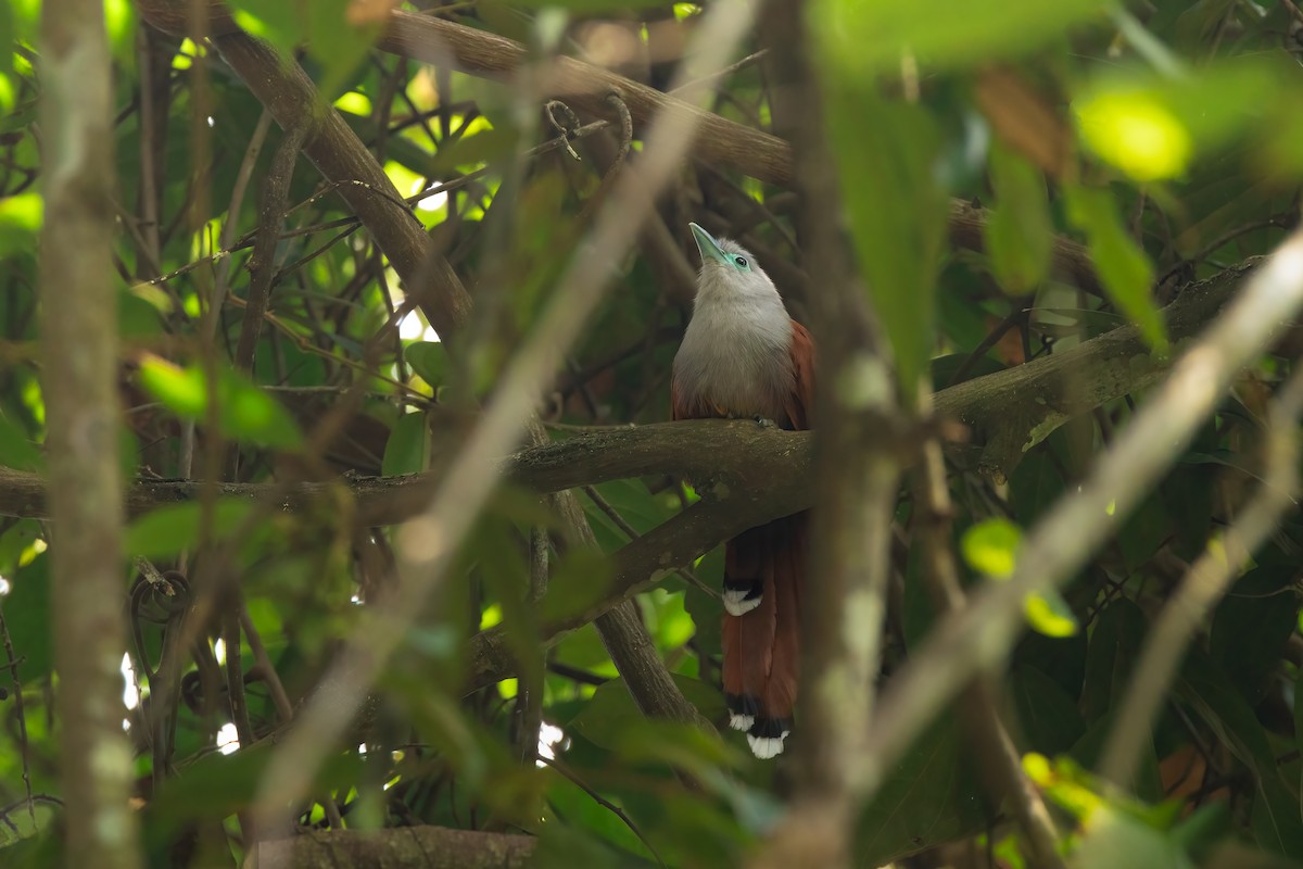 eBird Checklist 5 Sep 2023 Gunung Pulai Recreational Forest, Johor