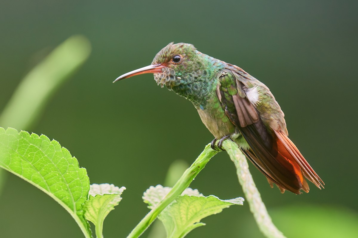 Rufous-tailed Hummingbird - Grigory Heaton