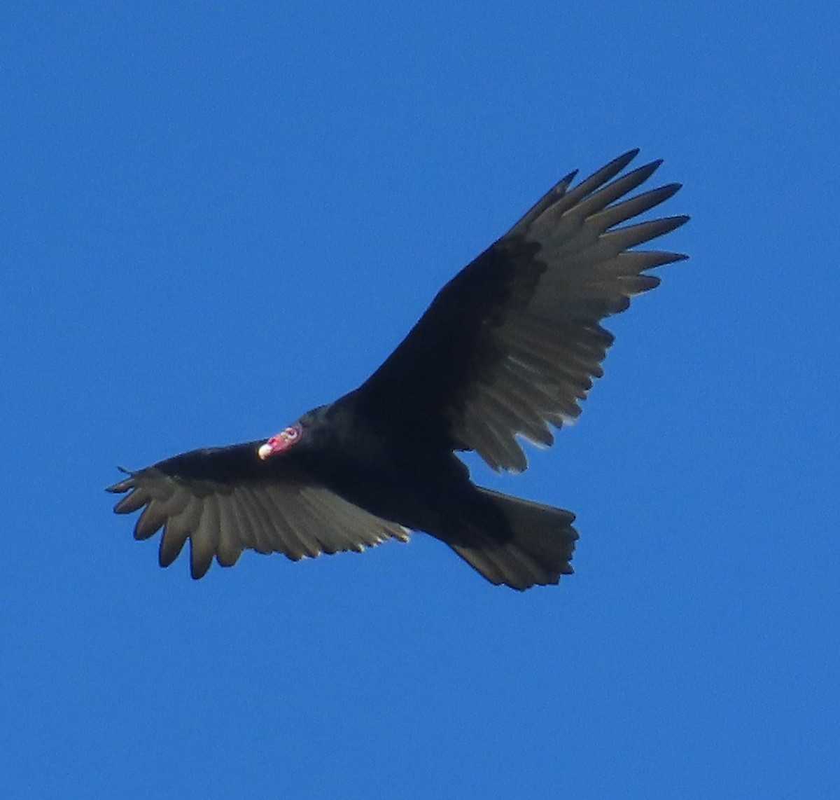 Turkey Vulture - ML610123389