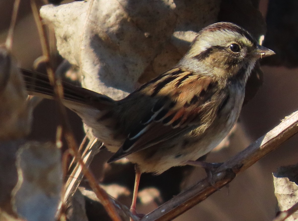 Swamp Sparrow - ML610123399