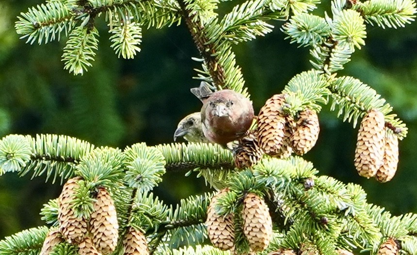 Red Crossbill (Sitka Spruce or type 10) - ML610123579