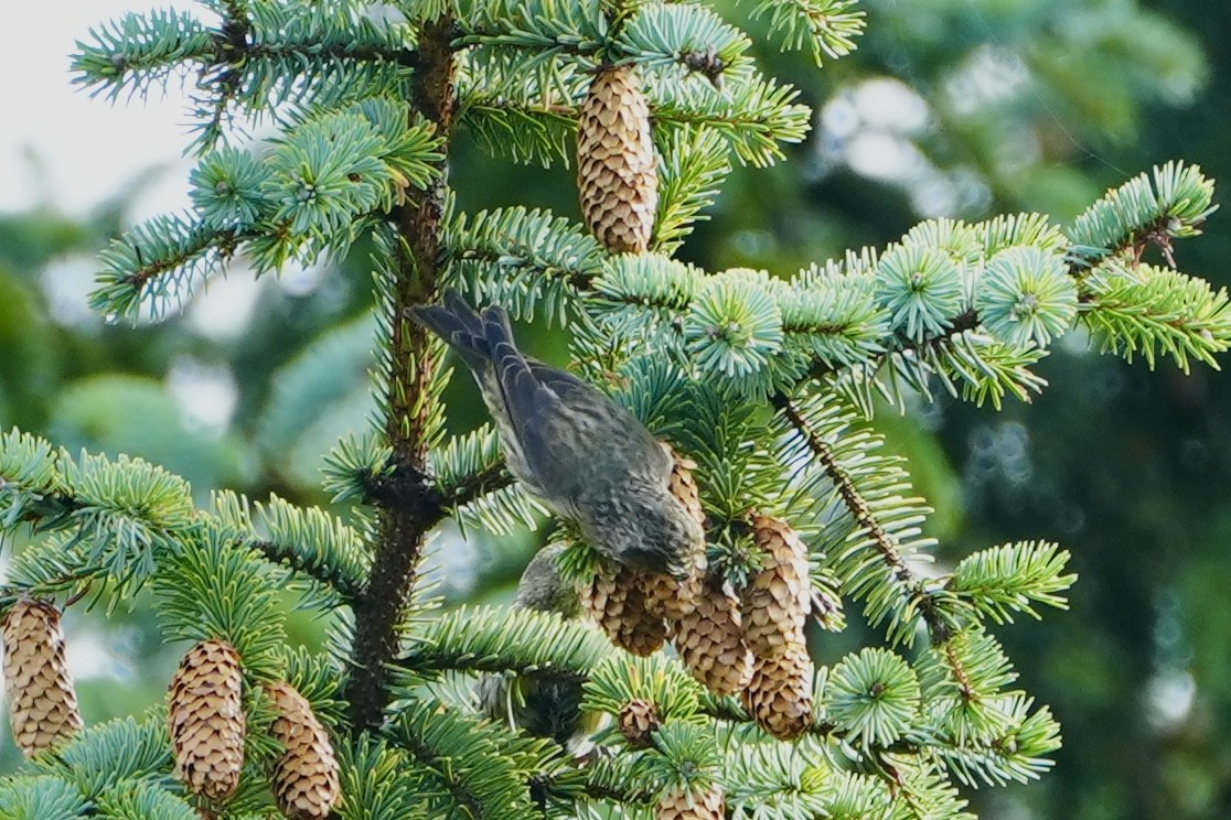 Red Crossbill (Sitka Spruce or type 10) - ML610123580