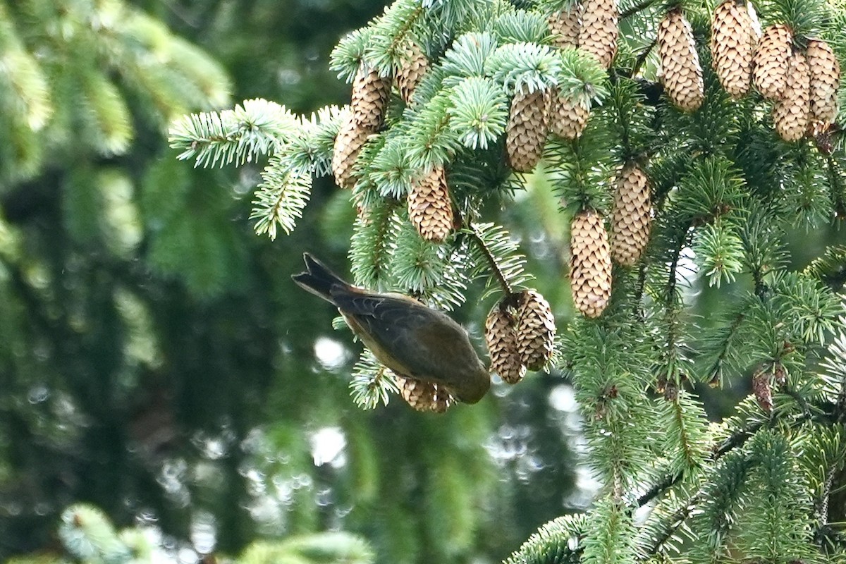 Red Crossbill (Sitka Spruce or type 10) - ML610123581