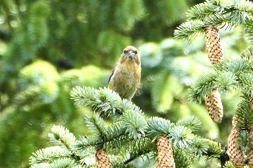 Red Crossbill (Sitka Spruce or type 10) - ML610123582
