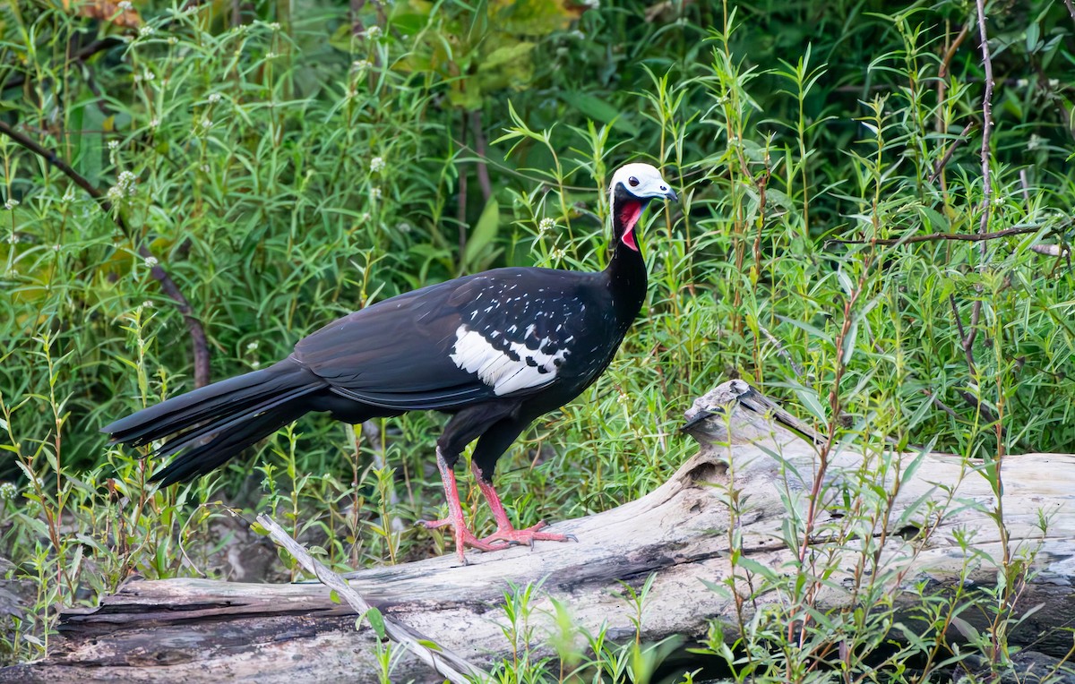Red-throated Piping-Guan - ML610123633