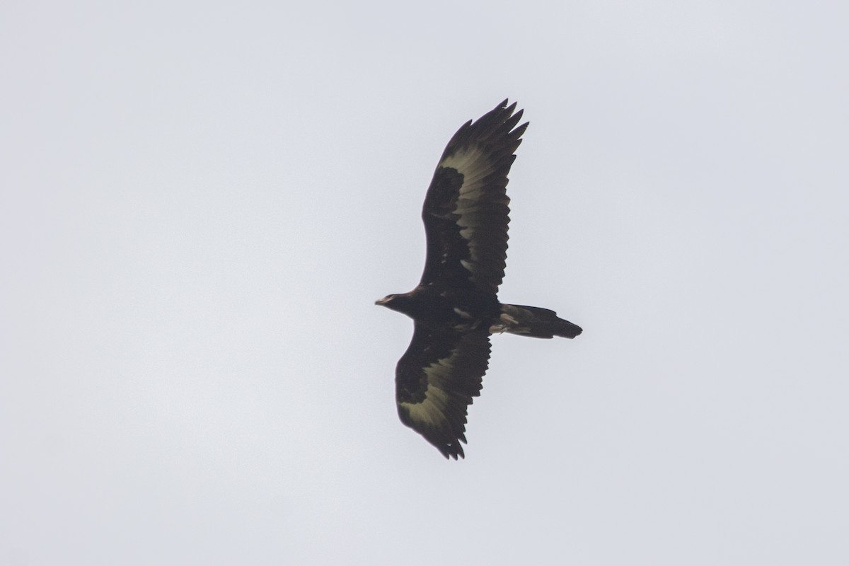 Wedge-tailed Eagle - ML610123781