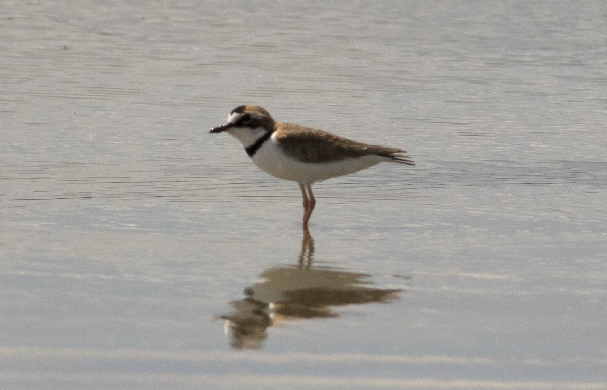 Collared Plover - ML610124328