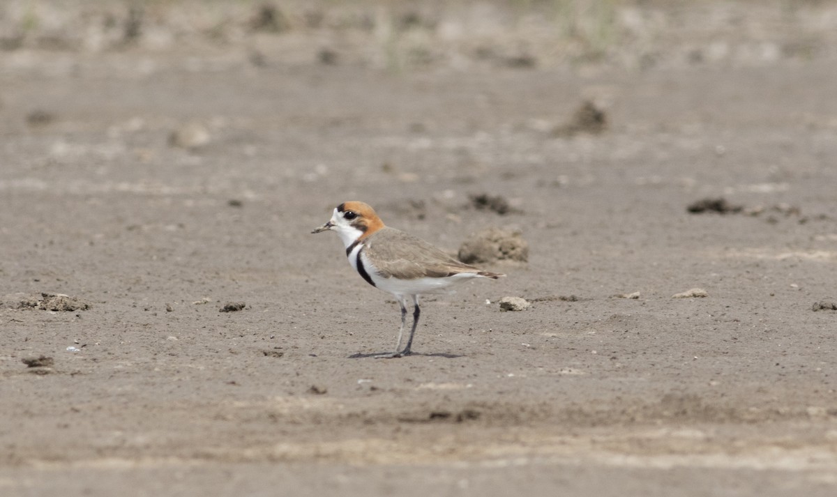 Two-banded Plover - ML610124339