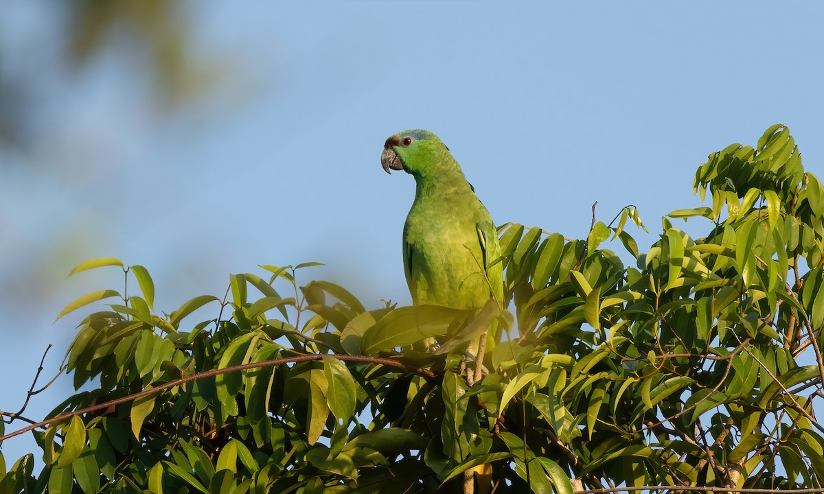Festive Parrot (Southern) - ML610124413
