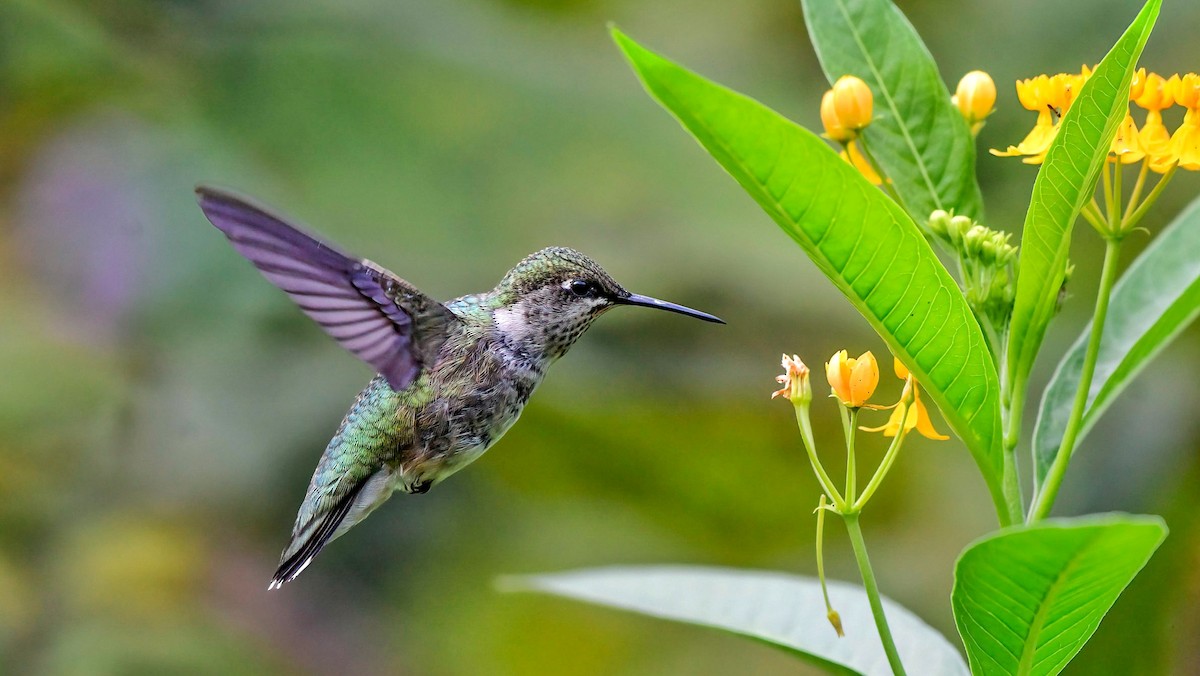 Ruby-throated Hummingbird - Gloria 🕊