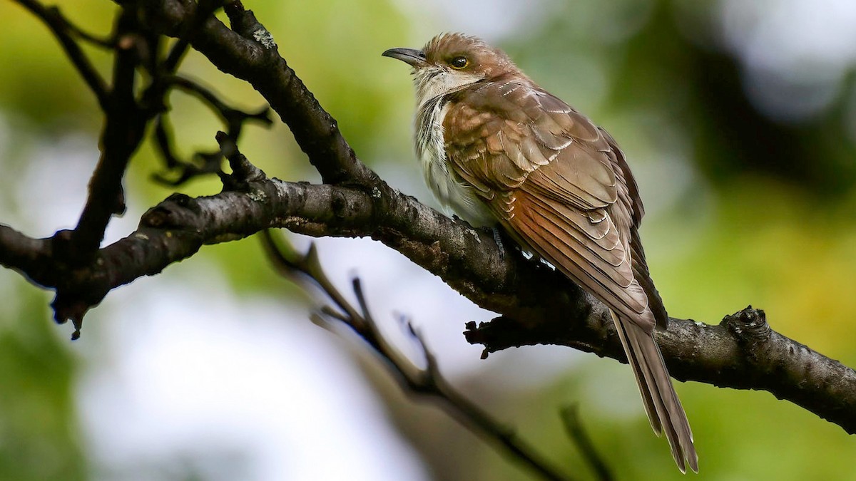 Black-billed Cuckoo - Gloria 🕊