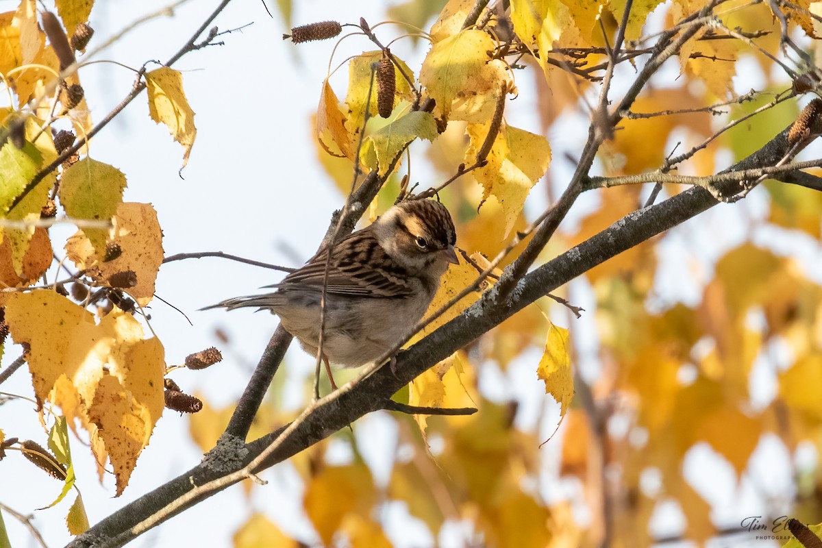 Chipping Sparrow - ML610124710