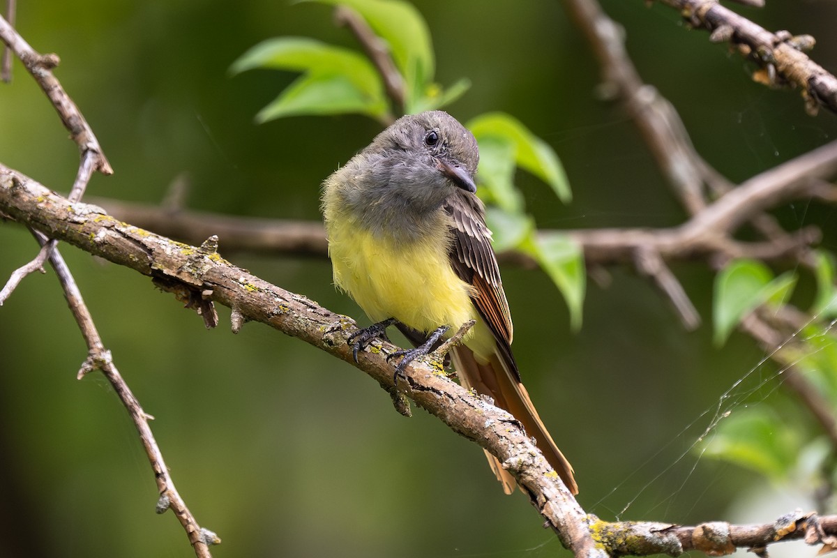 Great Crested Flycatcher - ML610124821