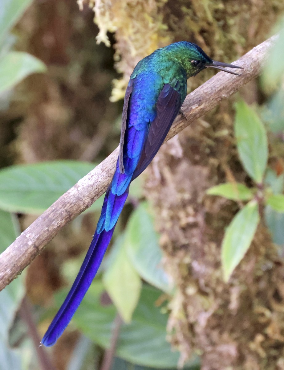 Violet-tailed Sylph - ML610124839
