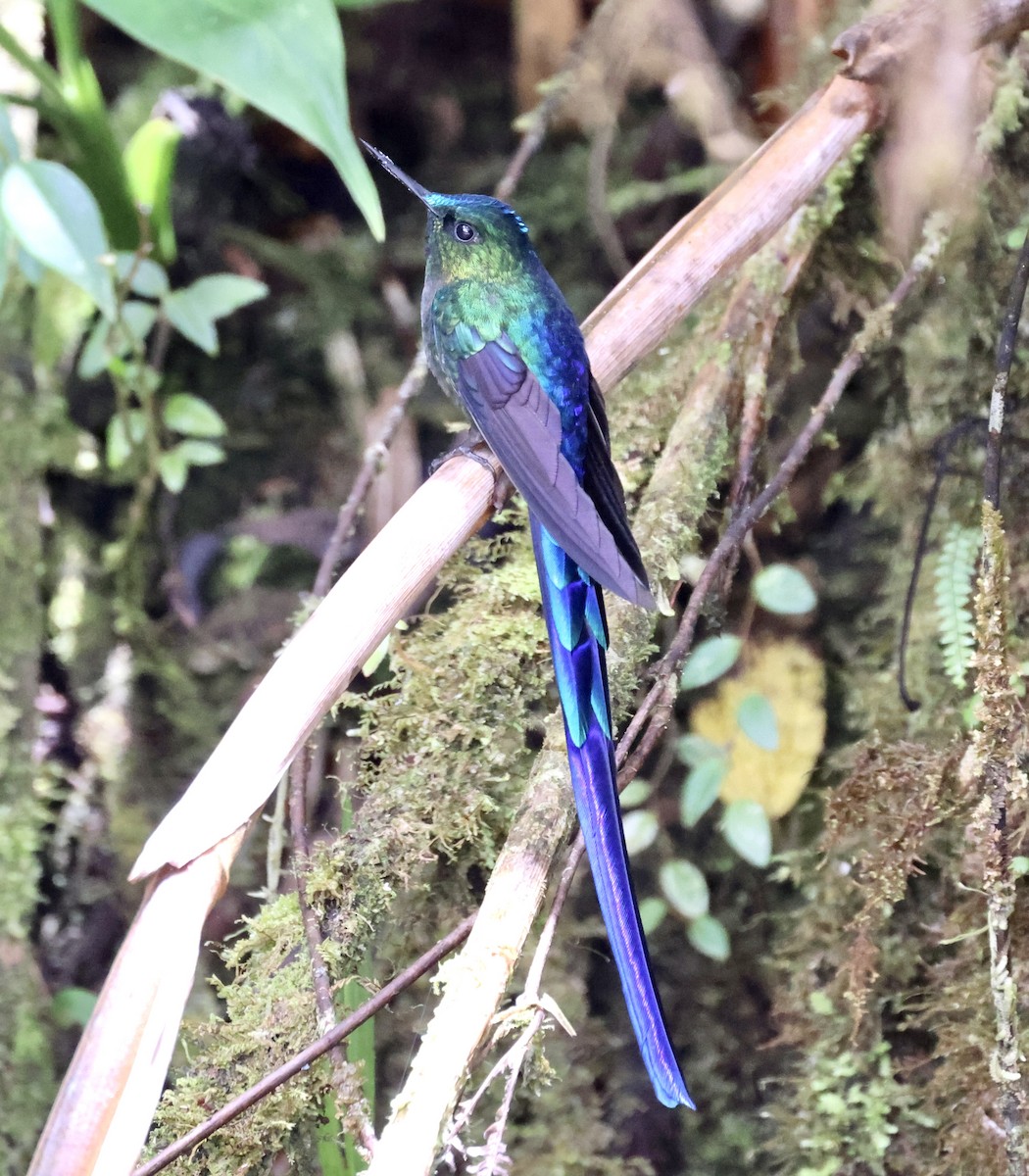 Violet-tailed Sylph - ML610124840