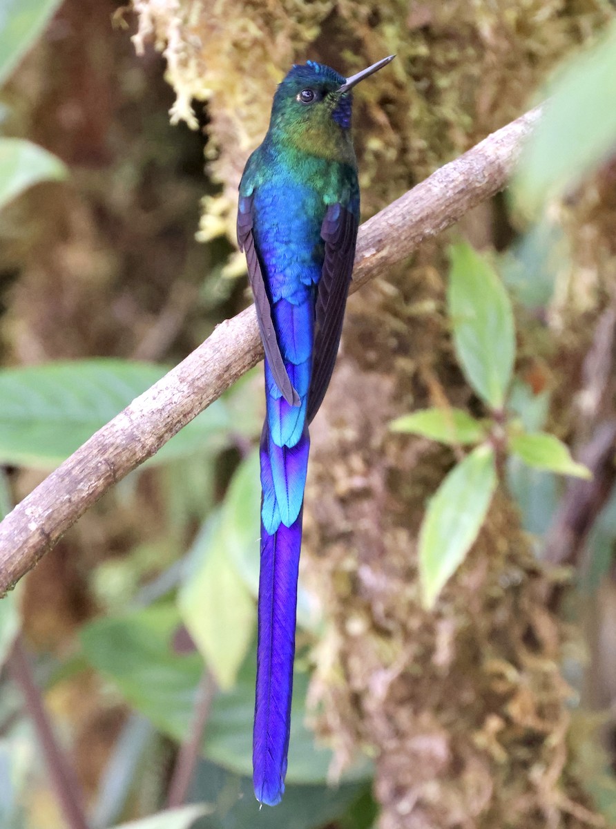 Violet-tailed Sylph - ML610124841
