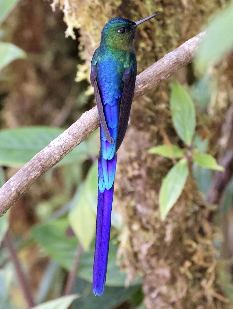 Violet-tailed Sylph - ML610124842