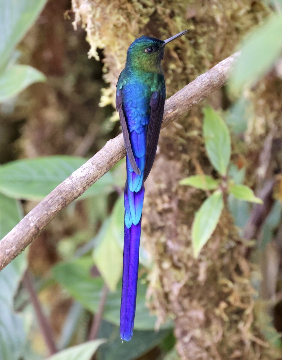 Violet-tailed Sylph - ML610124843