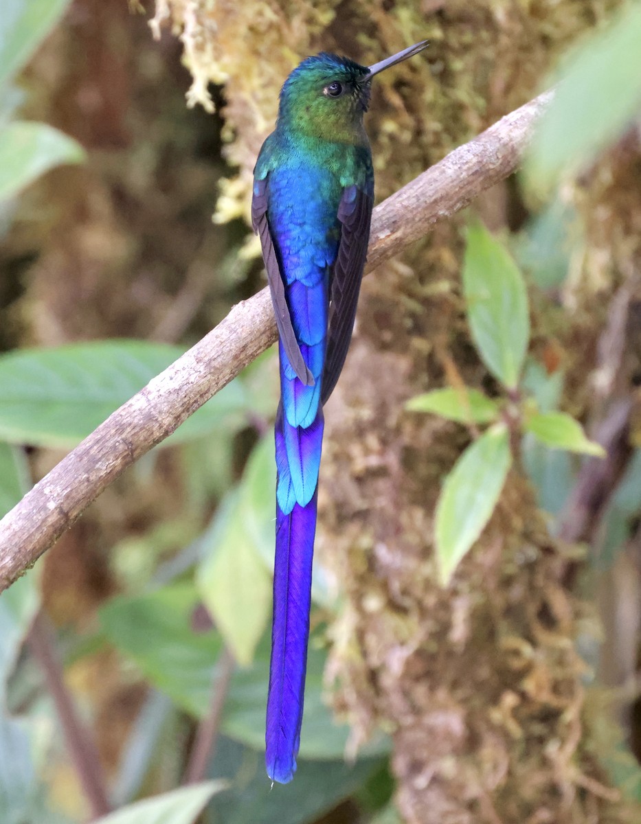 Violet-tailed Sylph - ML610124844