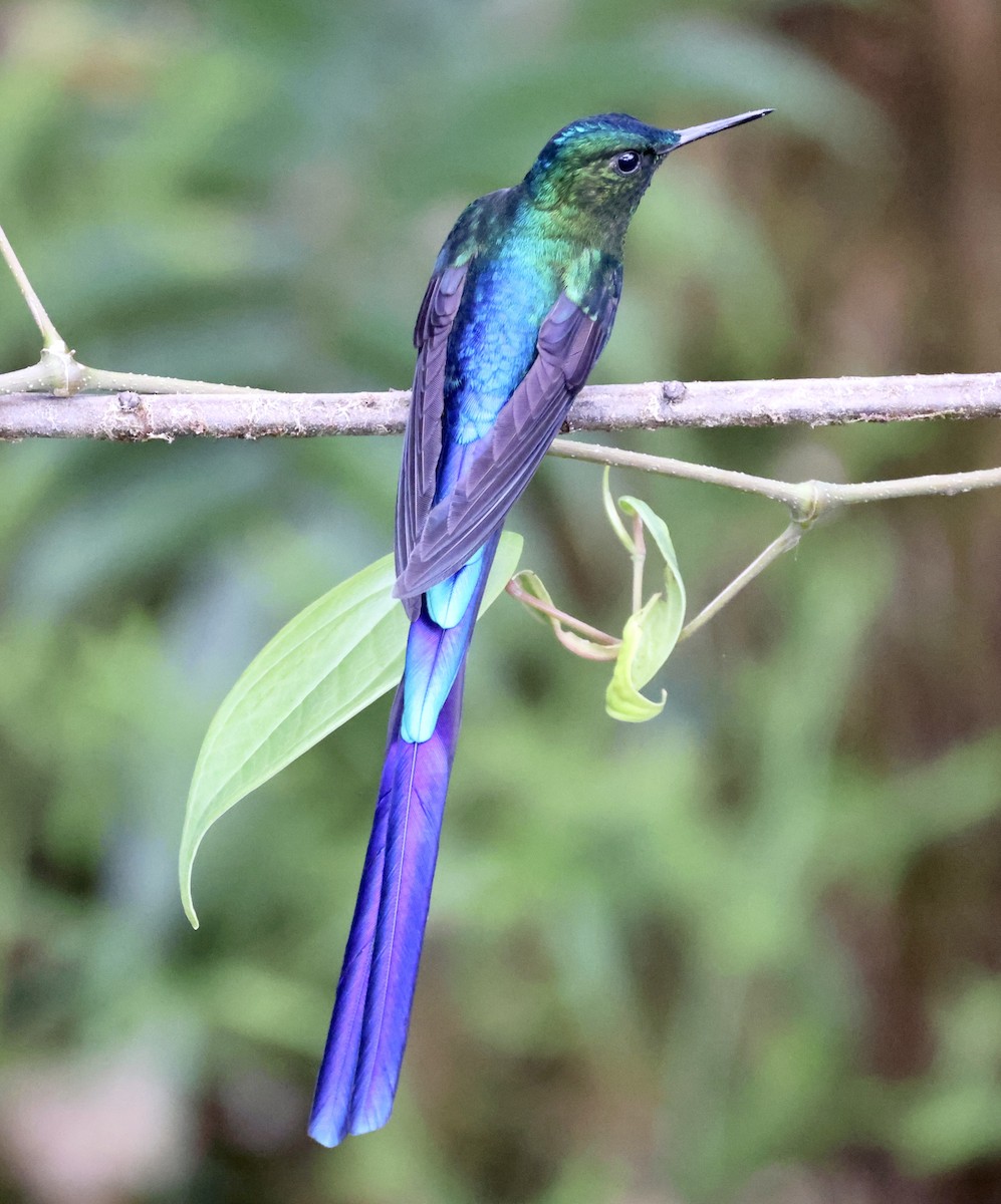 Violet-tailed Sylph - ML610124981