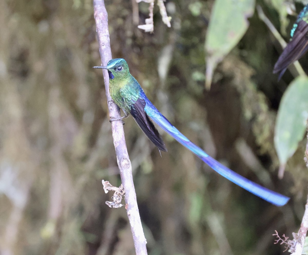 Violet-tailed Sylph - ML610124982