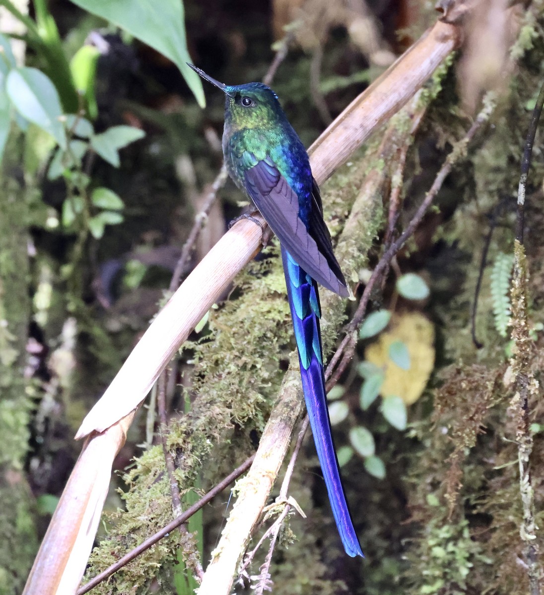 Violet-tailed Sylph - ML610124983