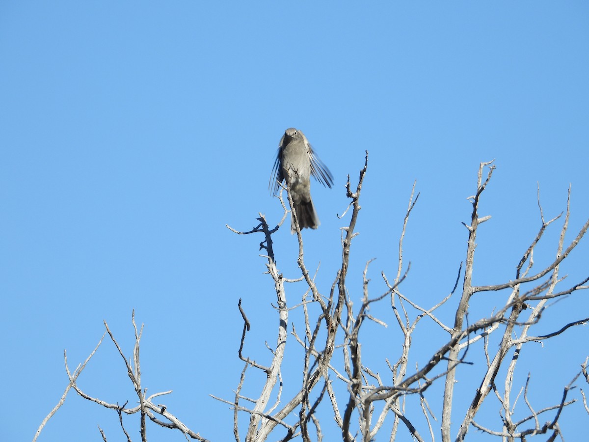 Townsend's Solitaire - ML610125148