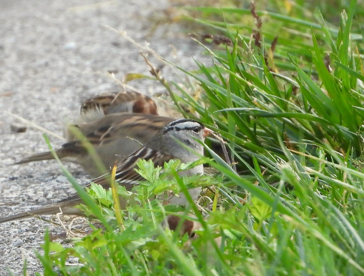White-crowned Sparrow - Ken Vinciquerra
