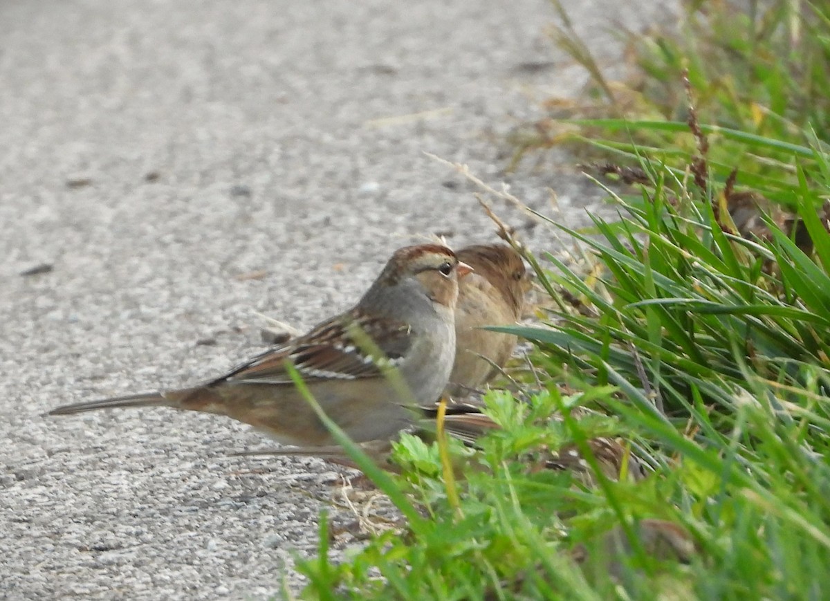 White-crowned Sparrow - Ken Vinciquerra
