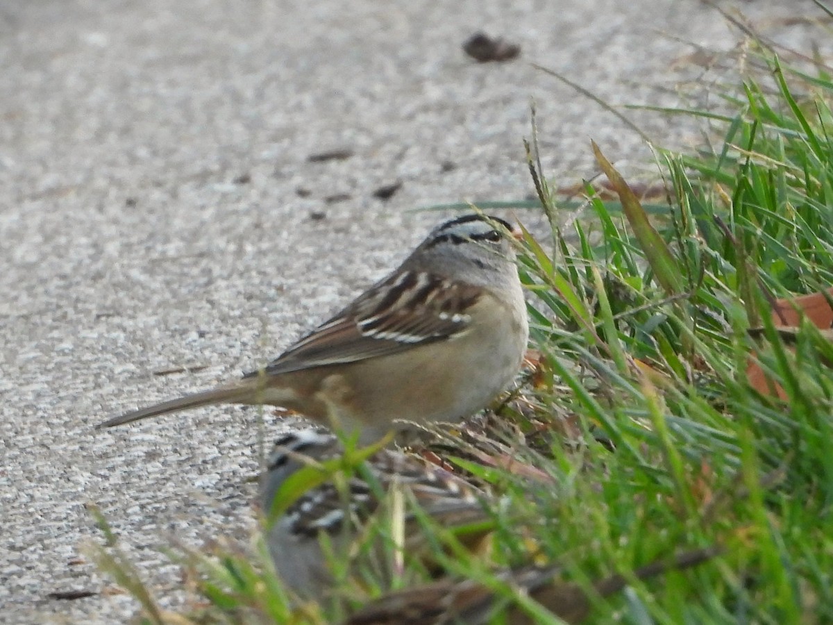 White-crowned Sparrow - ML610125230