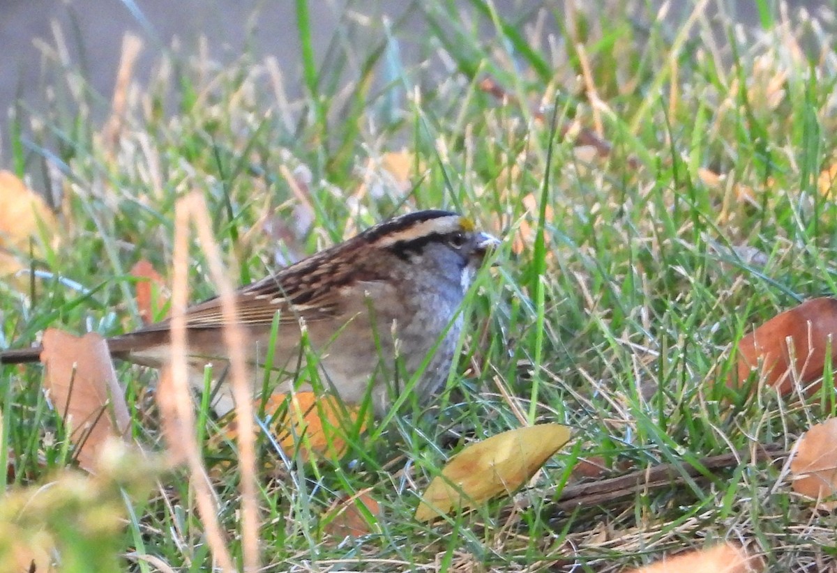 White-throated Sparrow - Ken Vinciquerra