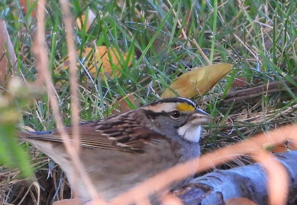 White-throated Sparrow - ML610125259
