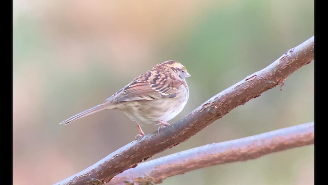 White-throated Sparrow - ML610125297