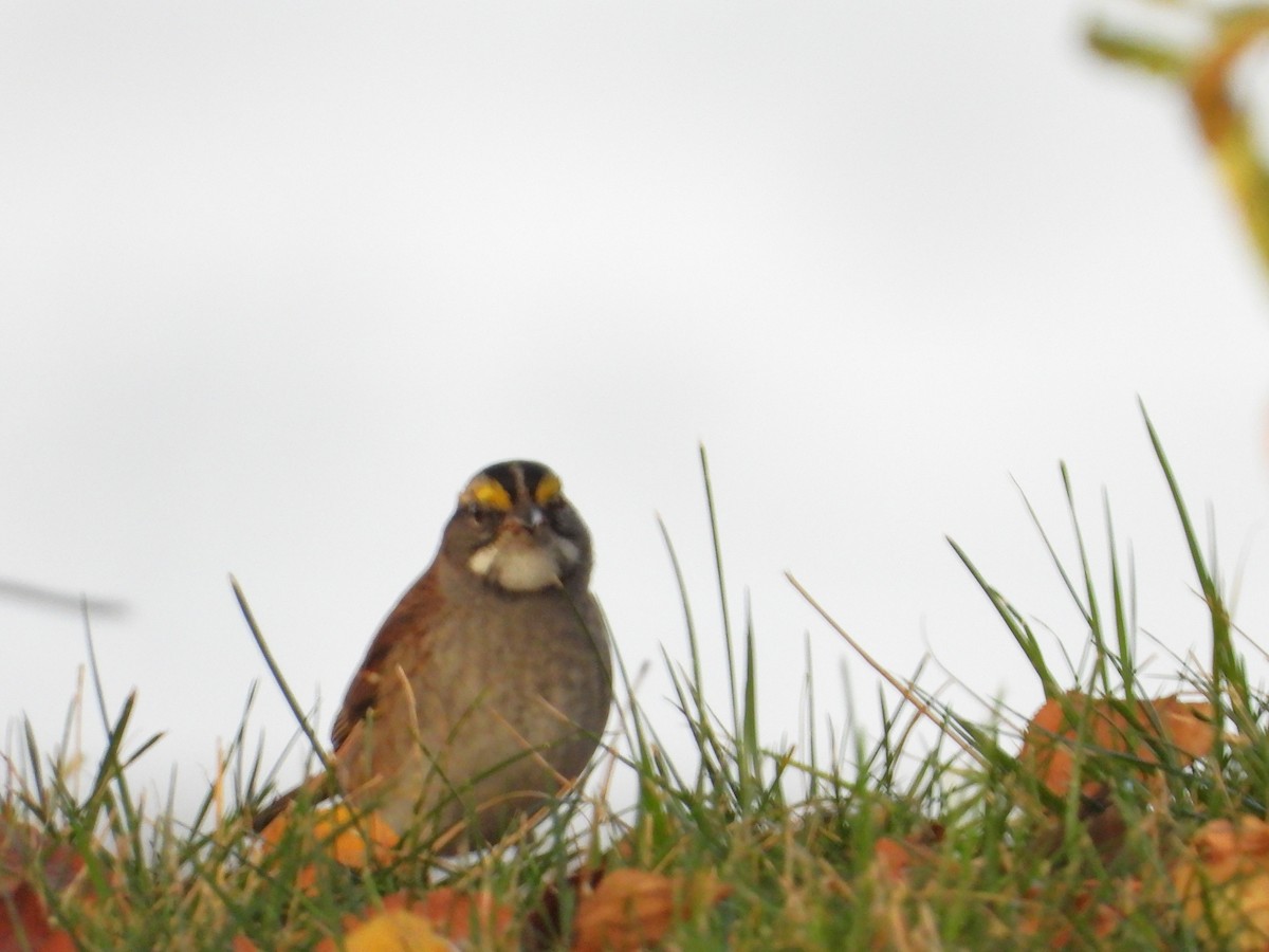 White-throated Sparrow - Ken Vinciquerra