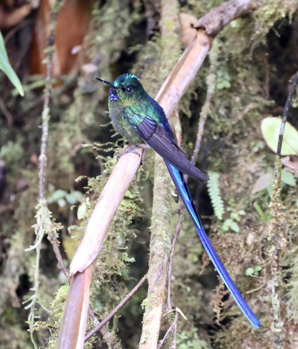 Violet-tailed Sylph - ML610125346