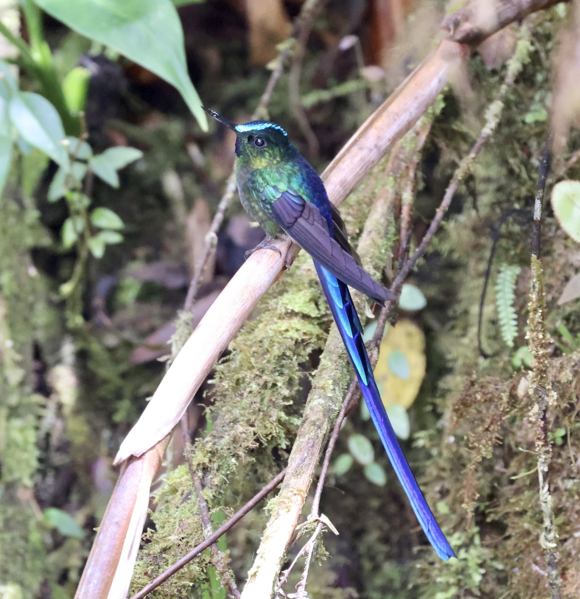 Violet-tailed Sylph - ML610125347