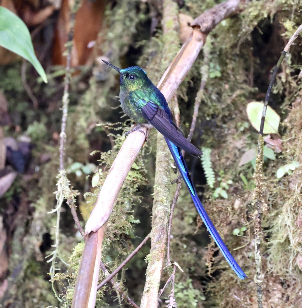 Violet-tailed Sylph - ML610125358
