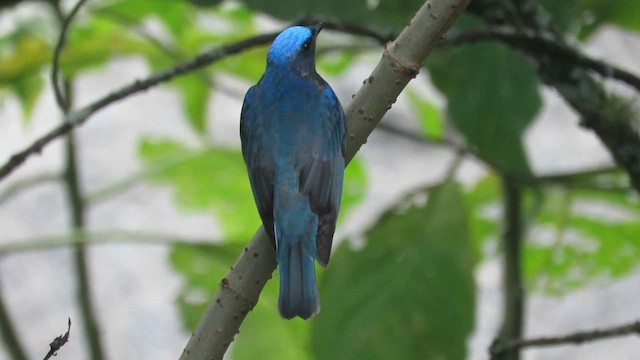 Blue-and-white Flycatcher - ML610125370