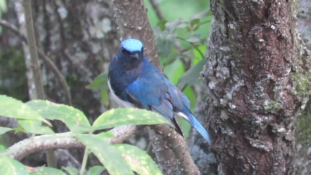 Blue-and-white Flycatcher - ML610125371