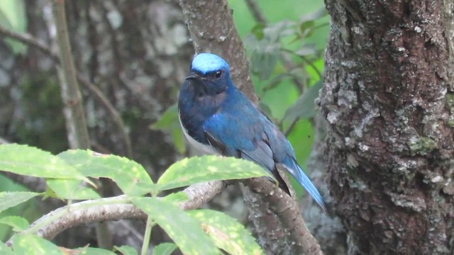 Blue-and-white Flycatcher - ML610125372
