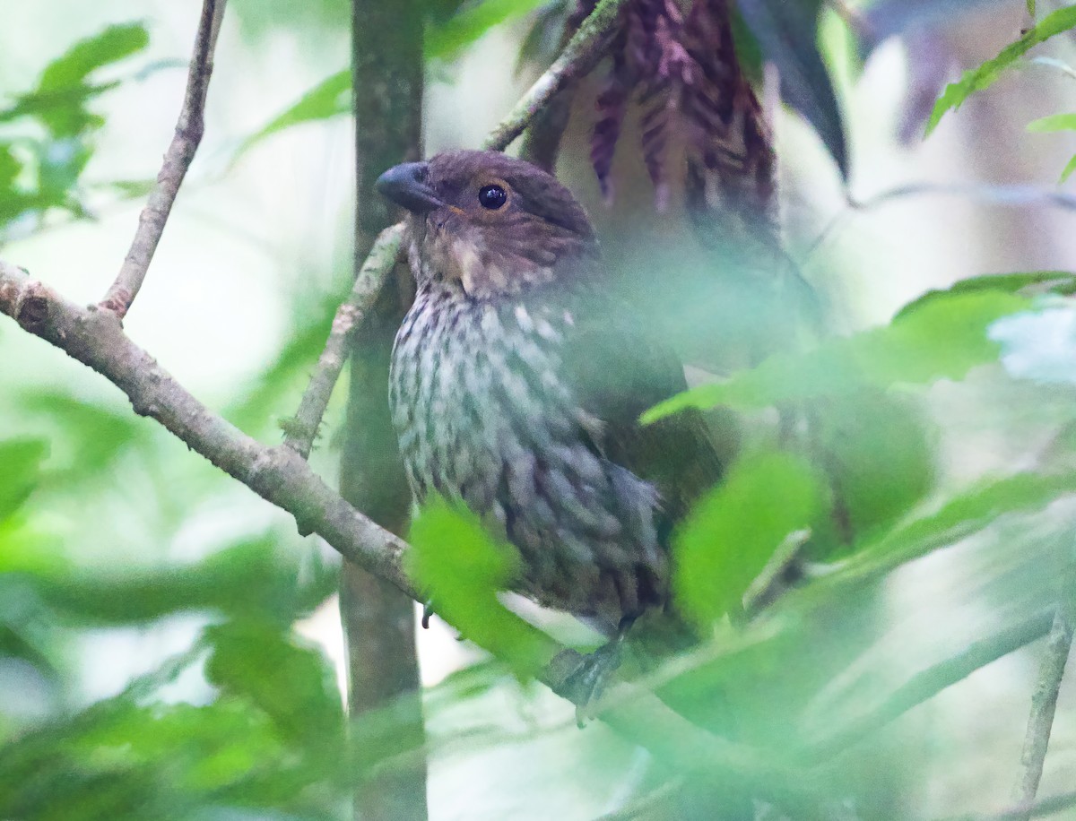 ebird-checklist-19-oct-2023-mt-lewis-clearing-to-dam-track-22-species