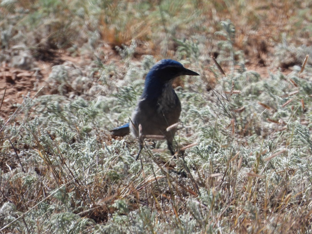 Woodhouse's Scrub-Jay - Jeff Percell