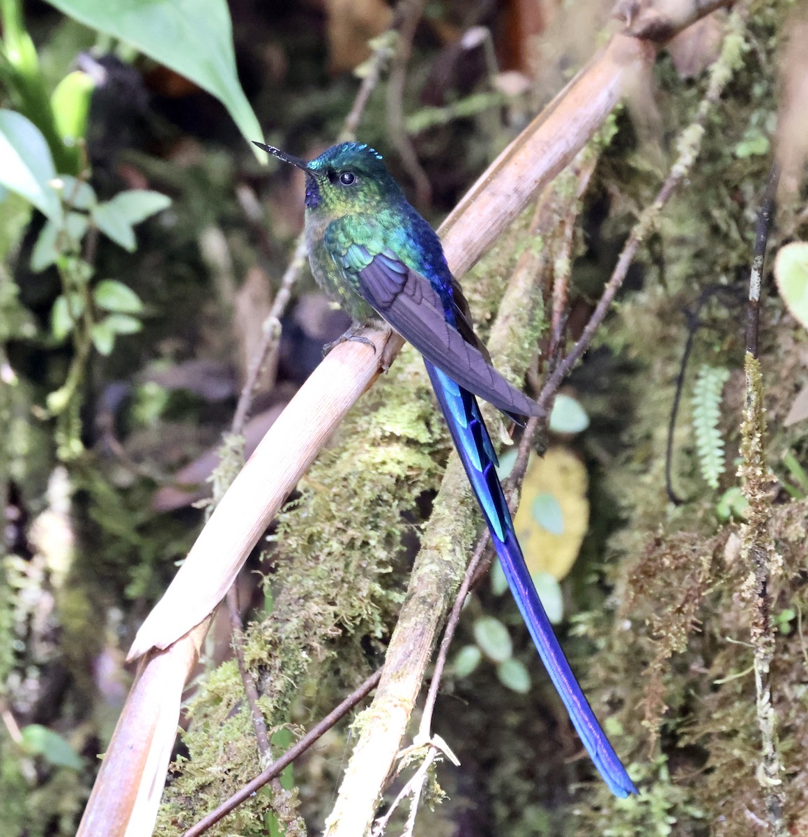 Violet-tailed Sylph - ML610125477