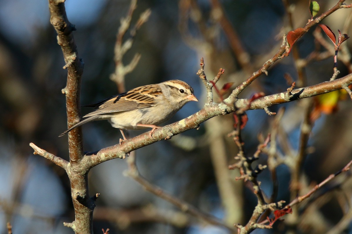 Chipping Sparrow - ML610125500