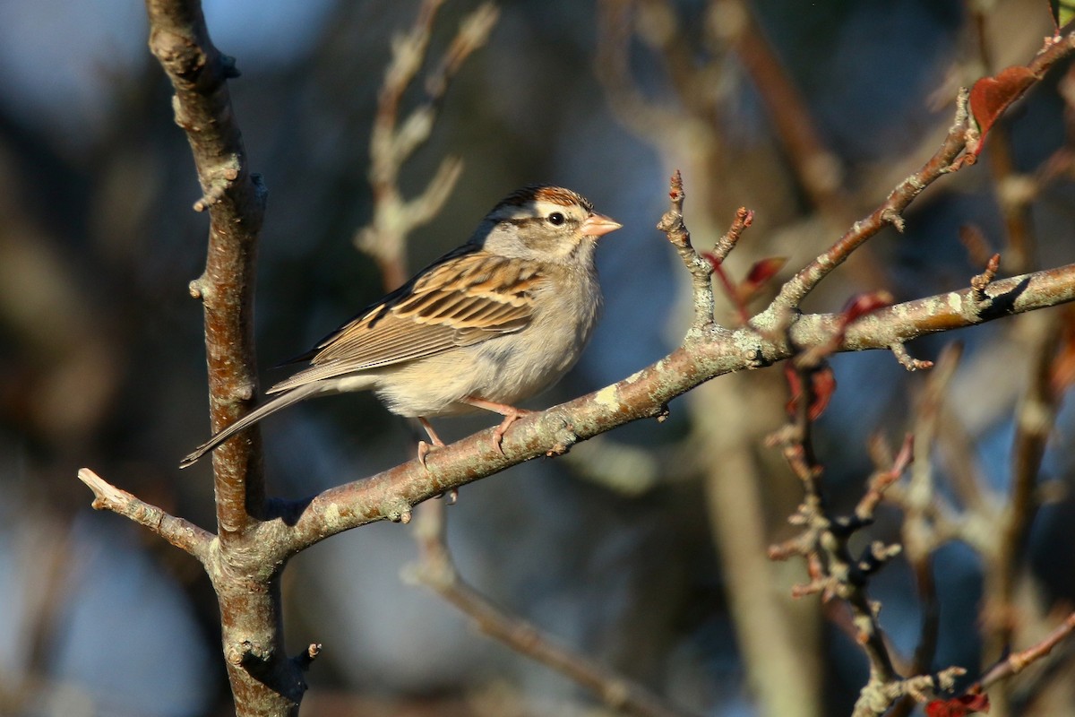 Chipping Sparrow - ML610125506