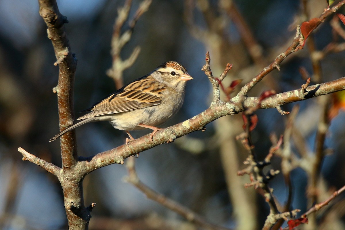 Chipping Sparrow - ML610125508
