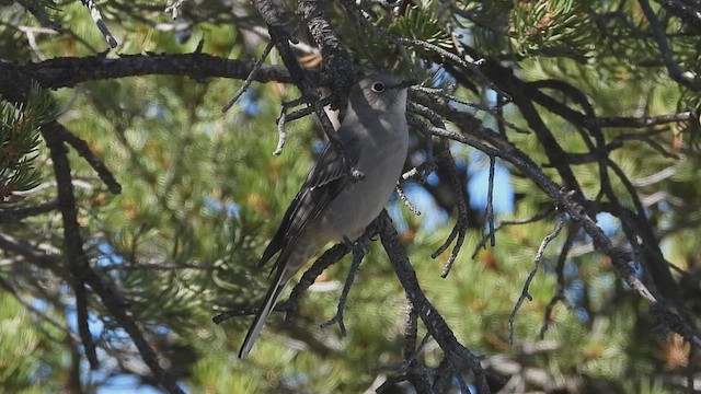 Townsend's Solitaire - ML610125513