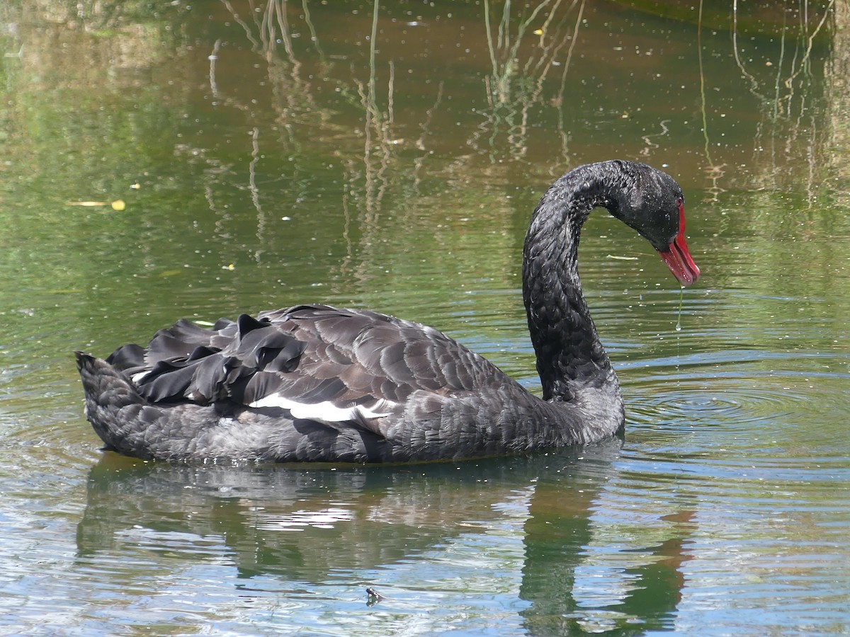 Black Swan - ML610125573